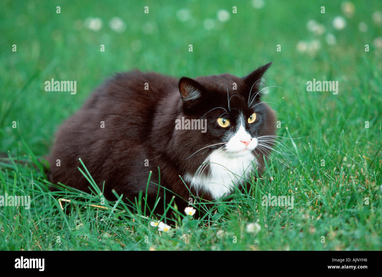 Norwegian Forest Cat black with white Stock Photo Alamy