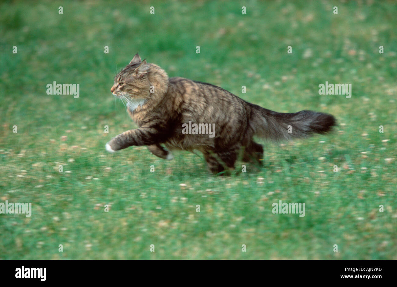 Norwegian Forest Cat running over meadow Stock Photo Alamy