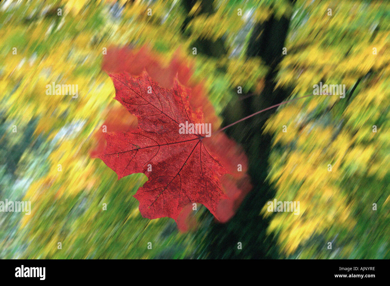 Motion leaf maple hi-res stock photography and images - Alamy