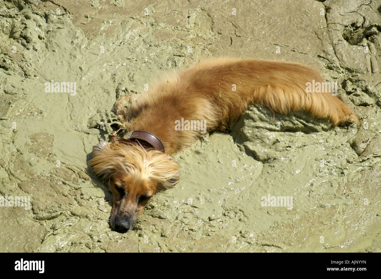 Yellow dog afghan hound lying in mud pothole on meadow having rest cooling down warm summer Stock Photo