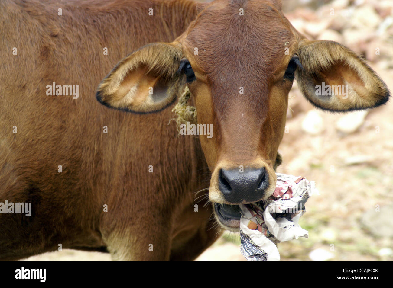 Highland Cow In The Country Wrapping Paper by Chelsea Victoria