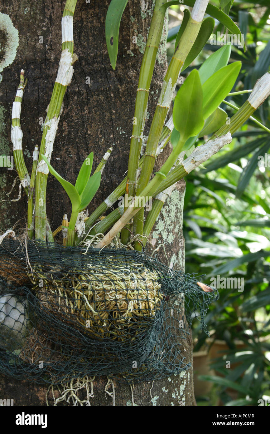 epiphyte orchid attached to a tree trunk Stock Photo Alamy