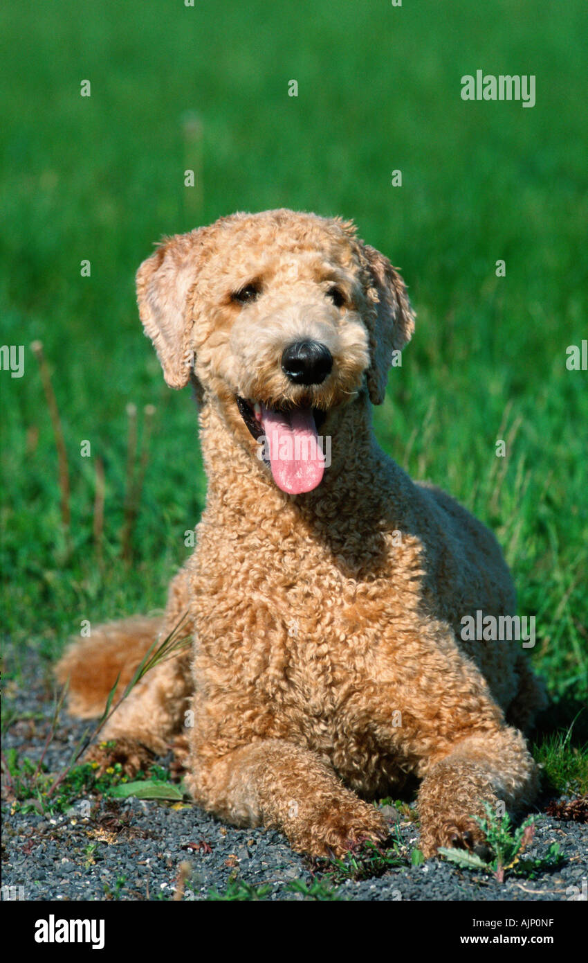 Standard Poodle apricot sheared Stock Photo Alamy