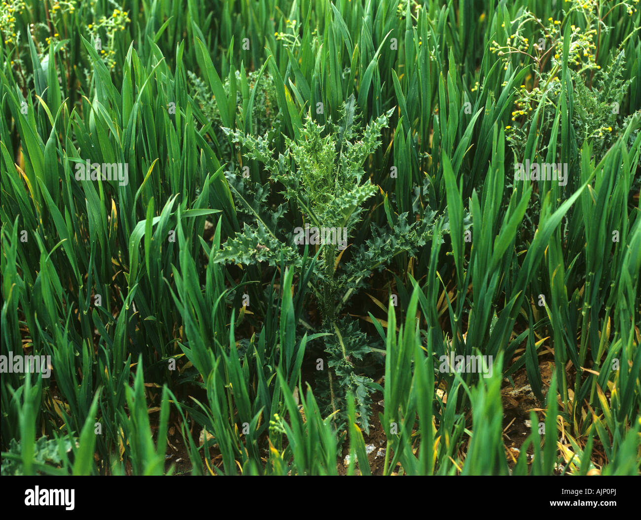 A thistle plant Cirsium sp as a weed in a young wheat crop at stage 30 Stock Photo