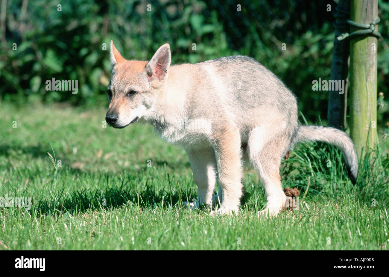 Czekoslovakian Wolfdog puppy 12 weeks defecating Stock Photo - Alamy