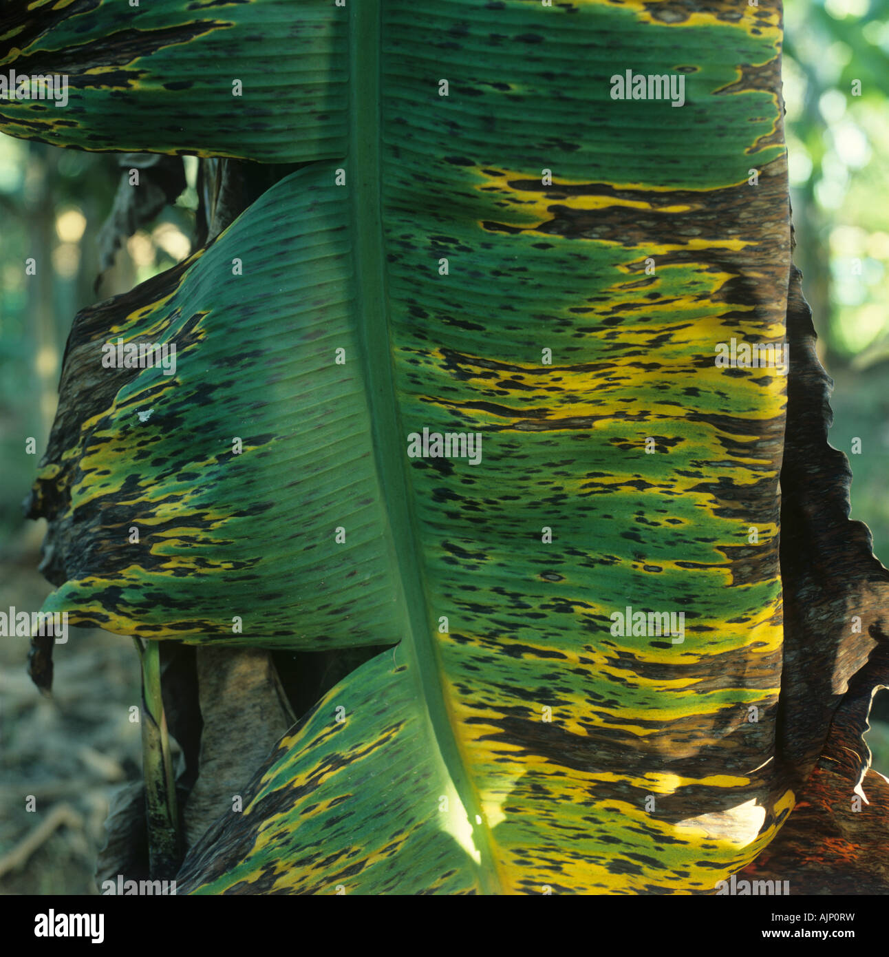 Banana leaf infected with black sigatoka disease Mycosphaerella fijiensis Stock Photo