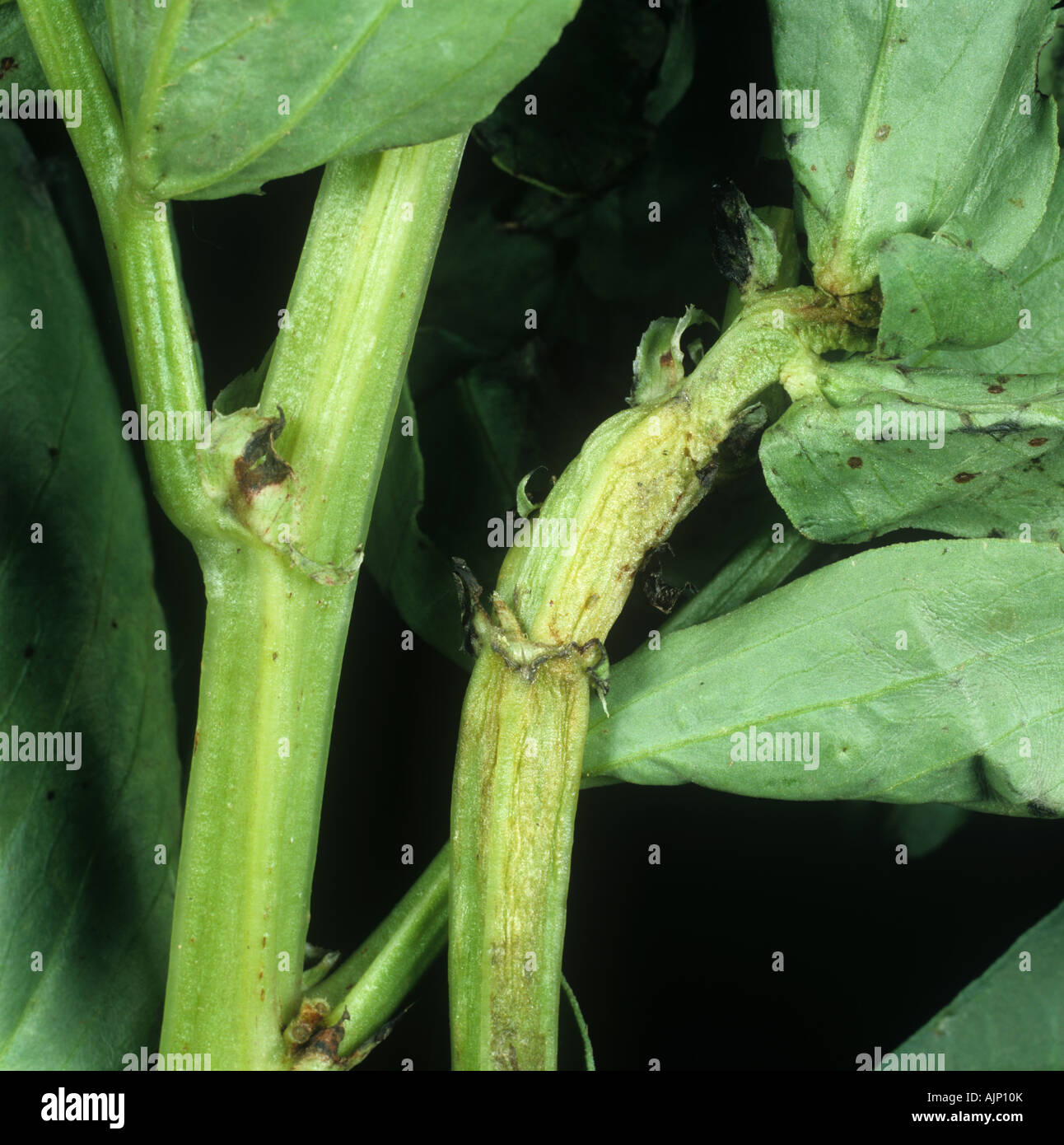Stem Eelworm Ditylenchus dipsaci swollen stem damage to field bean