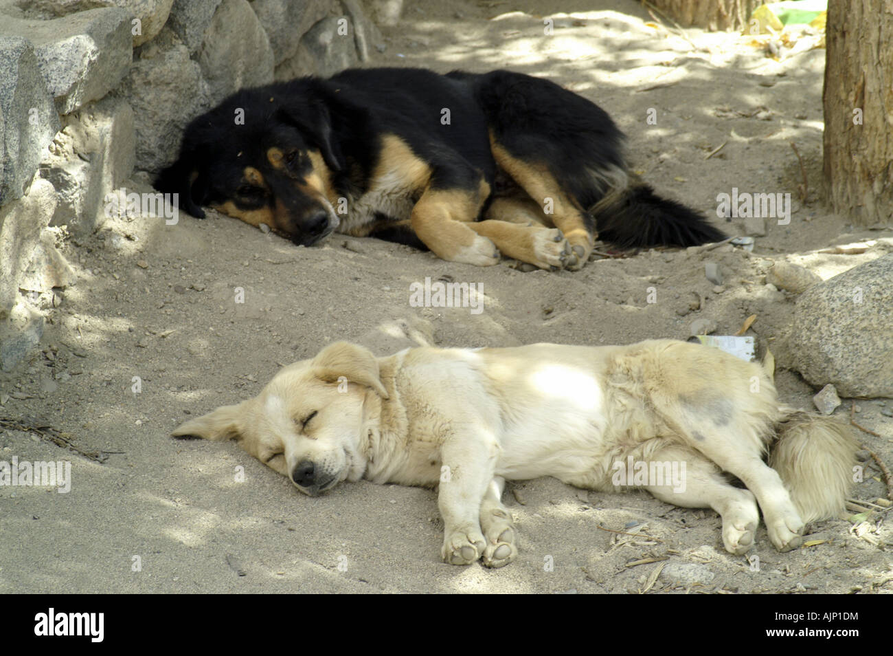 two-dogs-white-and-black-lying-outdoors-sleeping-in-noon-shadow-lazy