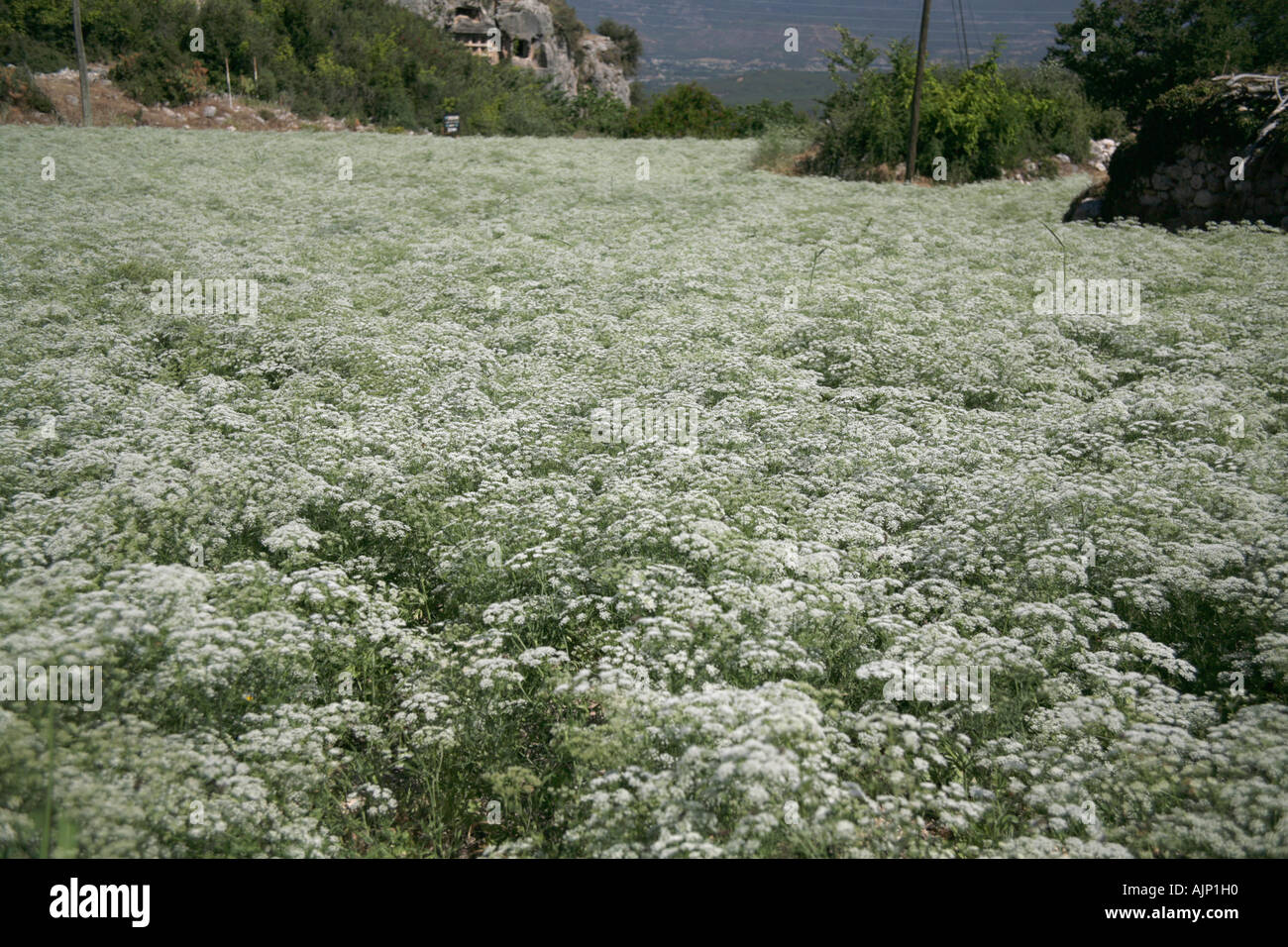 Stock photograph of Anise or Aniseed,  anís (Pimpinella anisum) Stock Photo