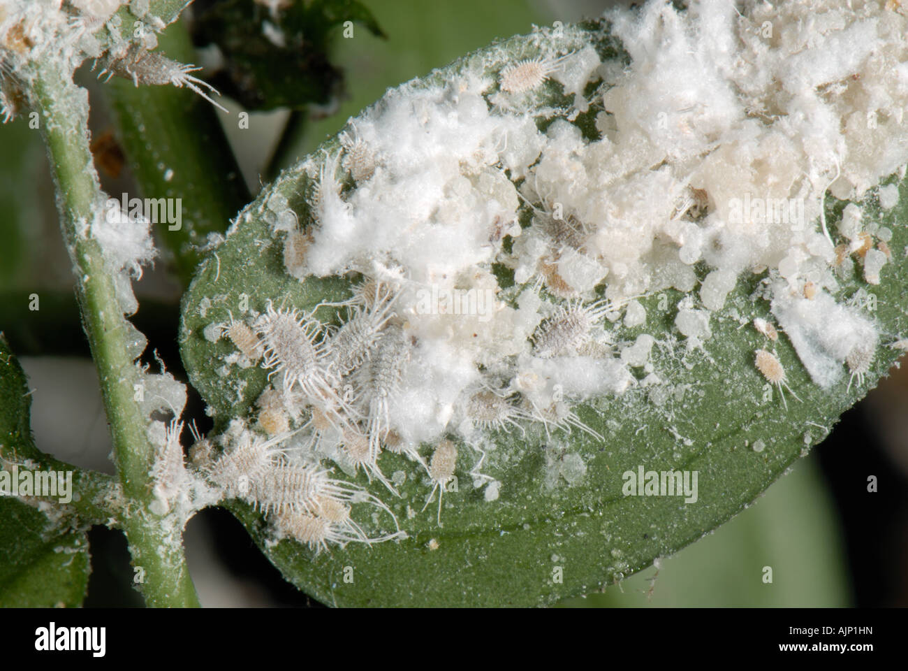 Long tailed mealybug Pseudococcus longispinus infestation on Jasminum polyanthum Stock Photo
