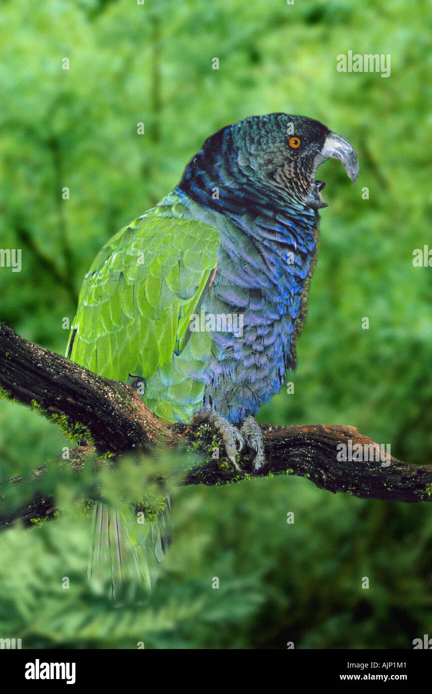 Imperial parrot hi-res stock photography and images - Alamy