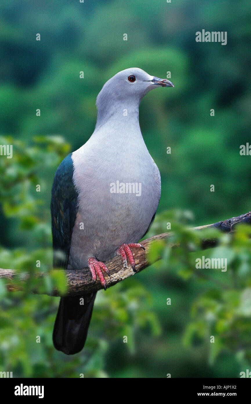 Green Imperial Pigeon Ducula aenea Stock Photo