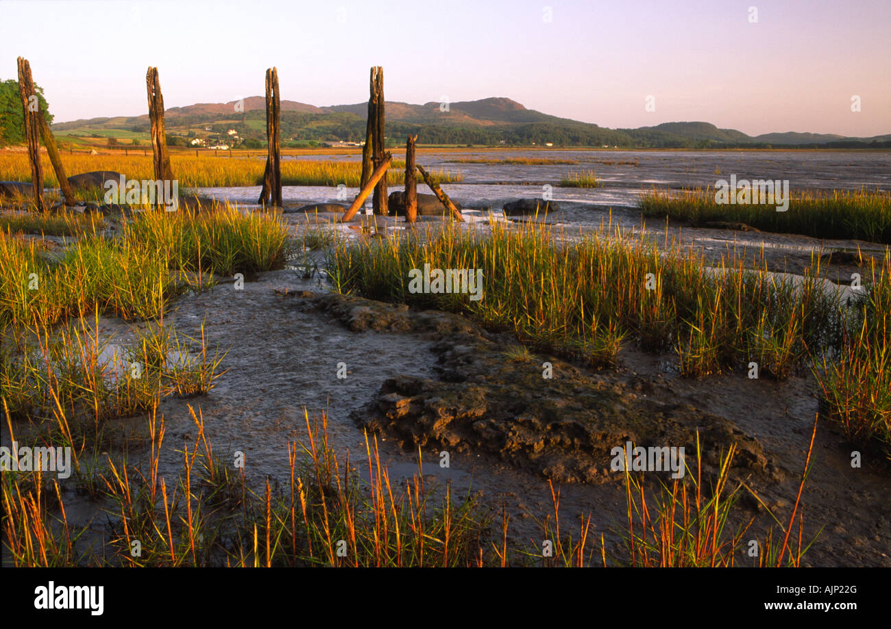 Early morning light on the remains of stake nets along the side of