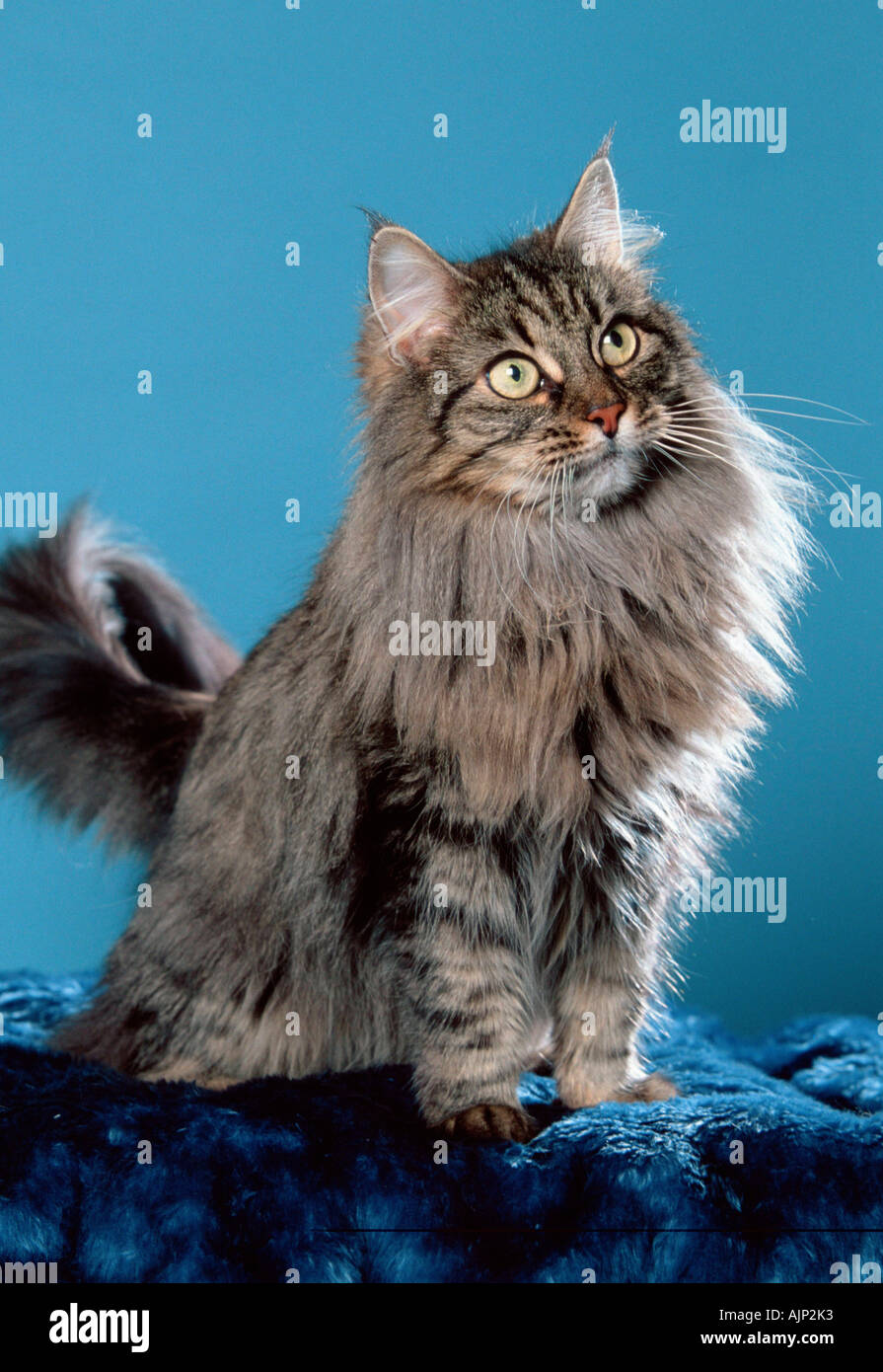 black tabby mackerel