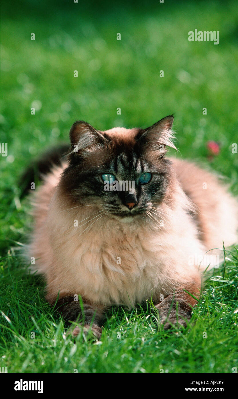 Ragdoll hi-res stock photography and images - Alamy