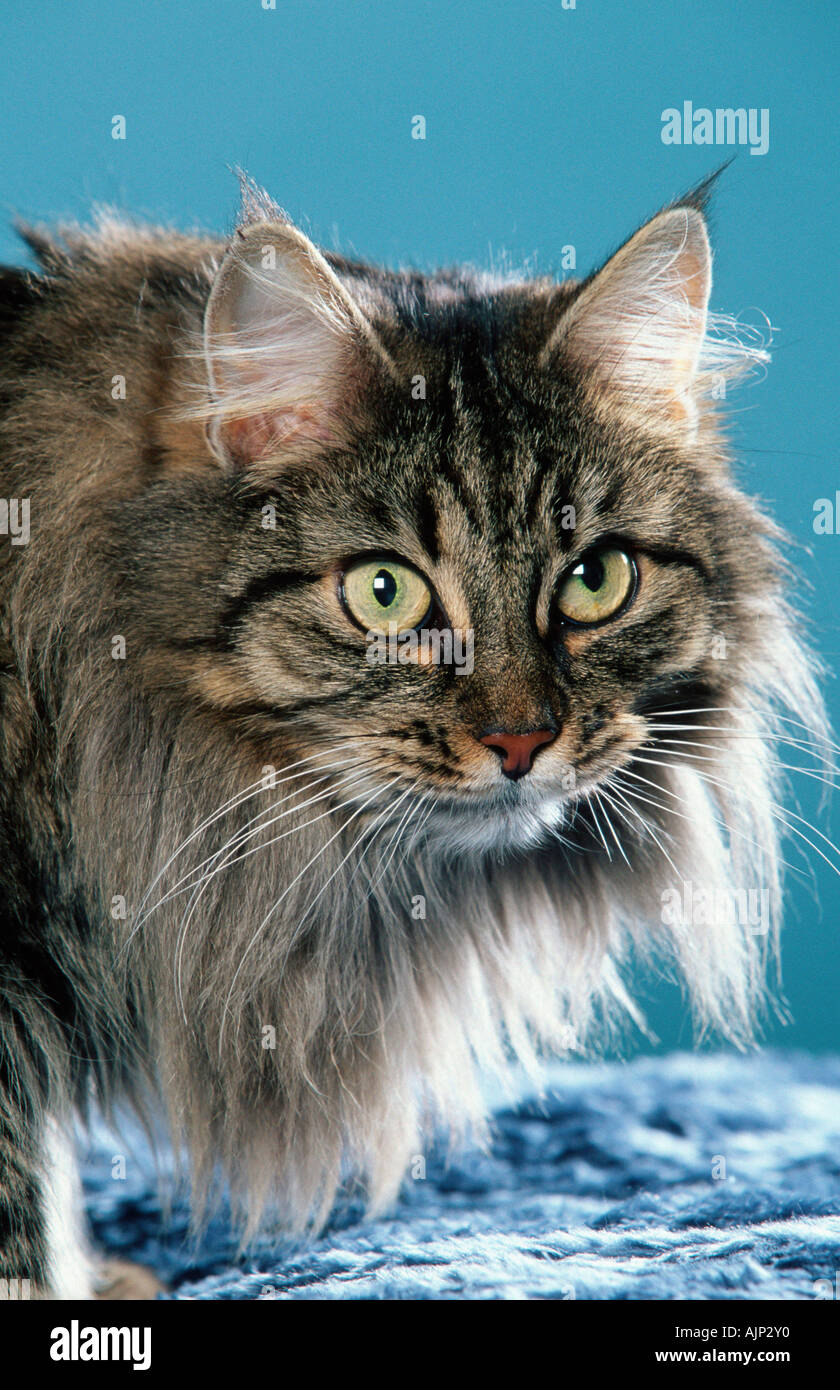 Black mackerel tabby hires stock photography and images Alamy