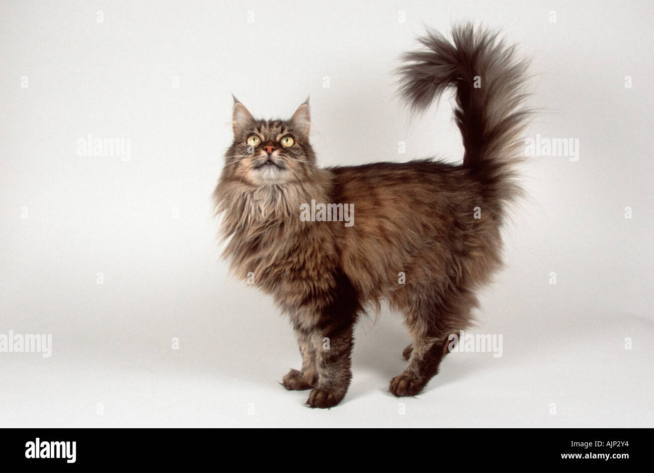 Norwegian Forest Cat black tabby mackerel Stock Photo Alamy