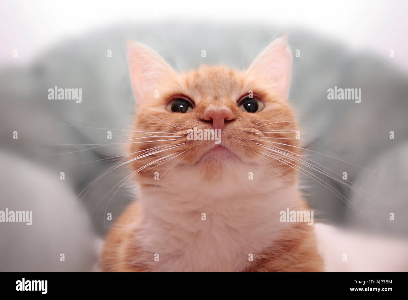 Adult female Ginger Cat (Felis catus) looking up at the camera with a slightly distorted view Stock Photo