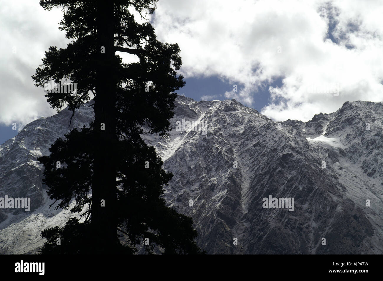 Parvati Tree Pine tree silhouette, snowed peak of Indian Himalaya above Parvati ...