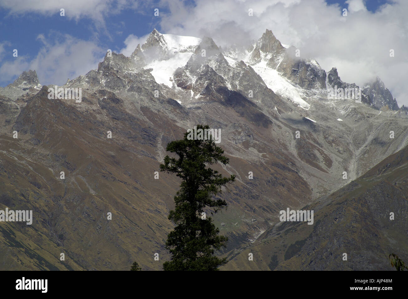 Parvati Tree Pine tree silhouette, snowed peak of Indian Himalaya above Parvati ...