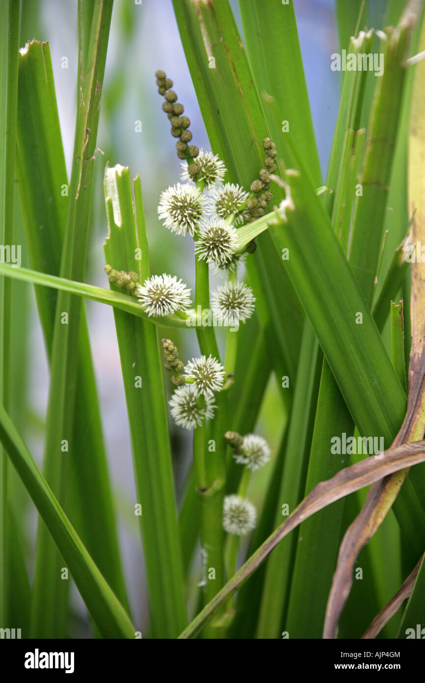 Branched Bur Reed, Sparganium erectum, Sparganiaceae. Stock Photo