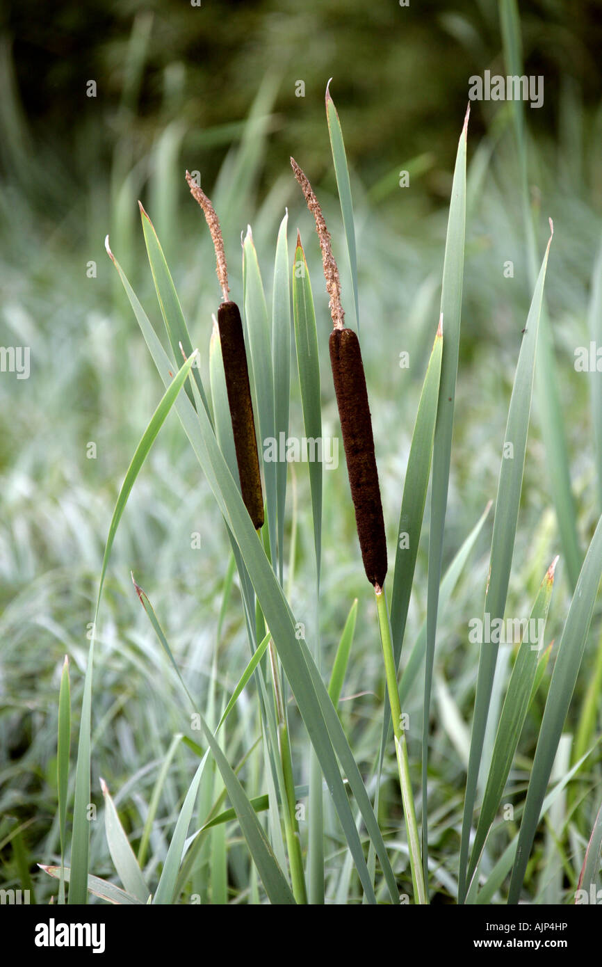 Bulrush or Cattail, Typha latifolia, Typhaceae Stock Photo