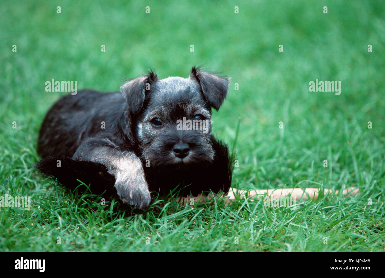 7 week old schnauzer puppy