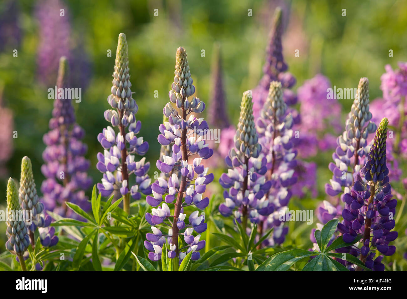 lupin flowers Stock Photo Alamy