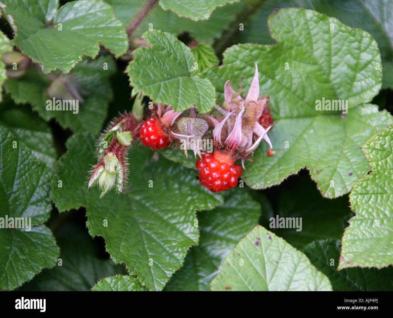Cloudberry,  Rubus chamaemorus, Rosaceae Stock Photo