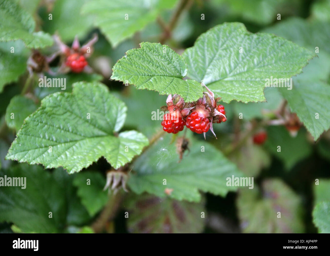 Cloudberry,  Rubus chamaemorus, Rosaceae Stock Photo