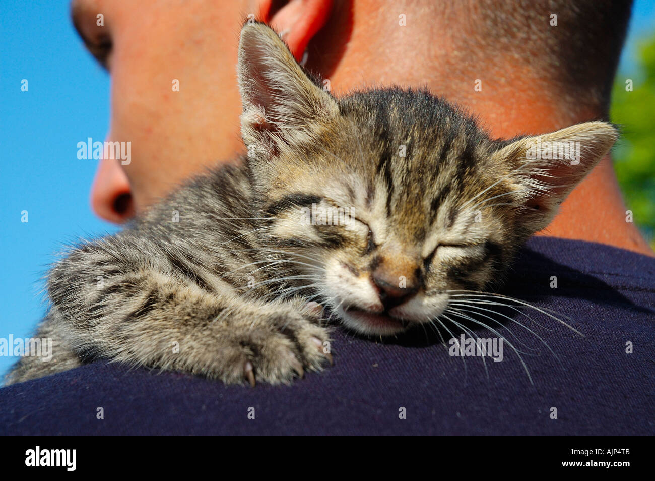KITTEN CAT SLEEPING IN SHOULDERS OF MAN Stock Photo Alamy