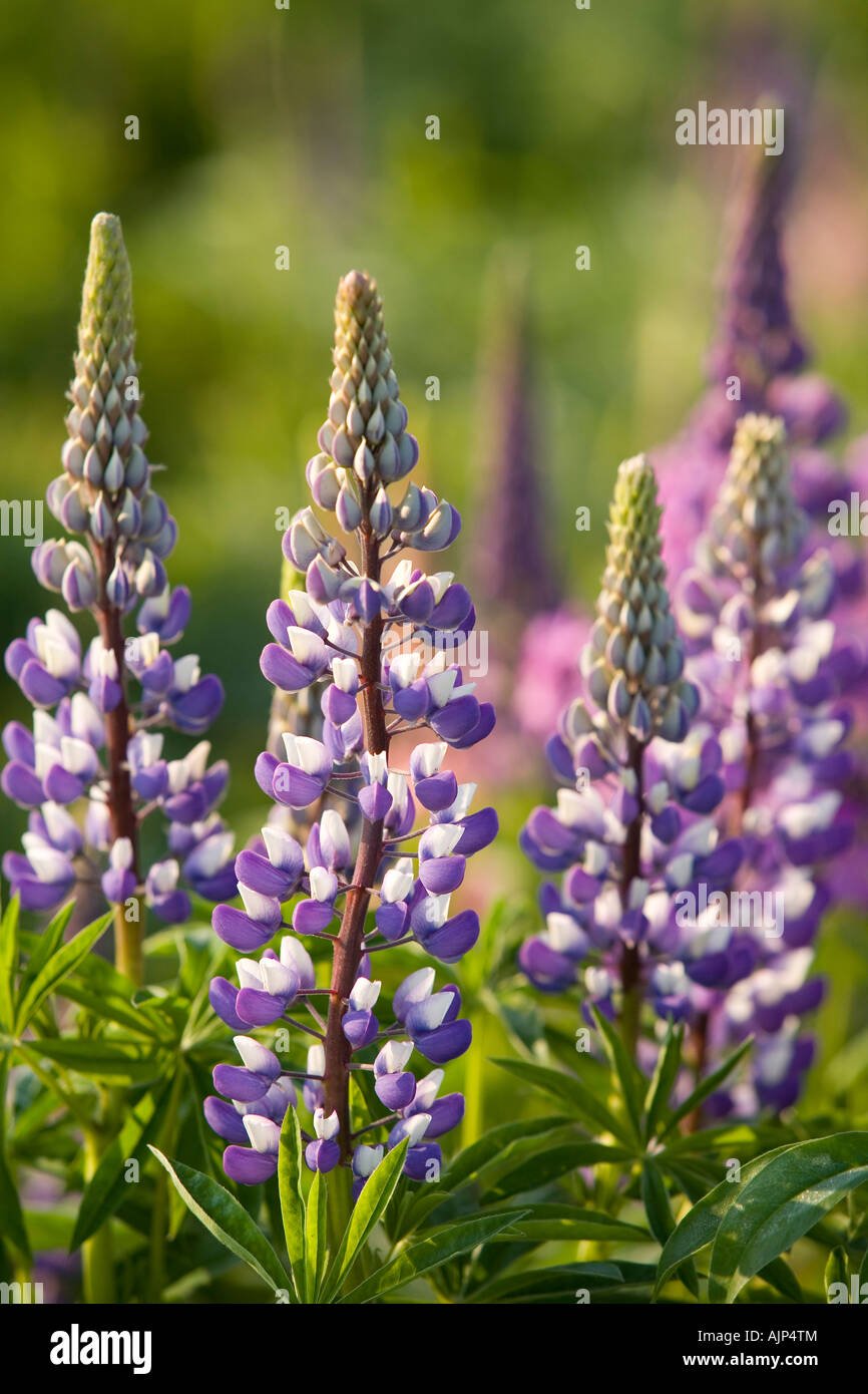 lupin flowers, Stock Photo