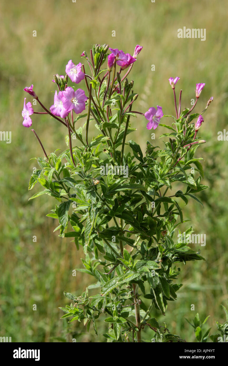 Great Willowherb, Epilobium hirsutum, Onagraceae Stock Photo