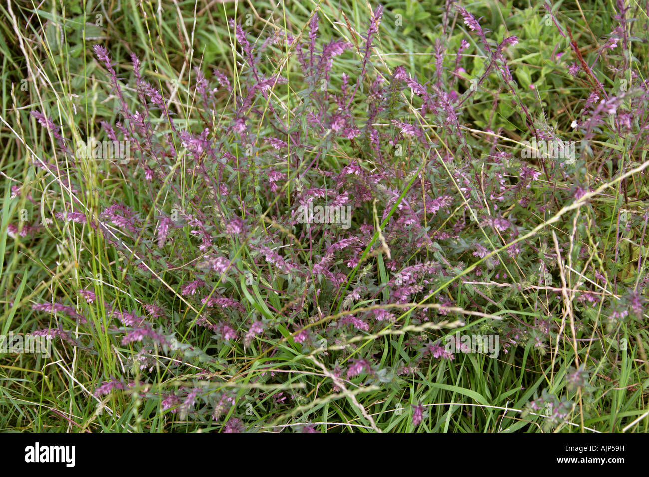 Red Bartsia, Odontites vernus verna, Figwort, Scrophulariaceae Stock Photo