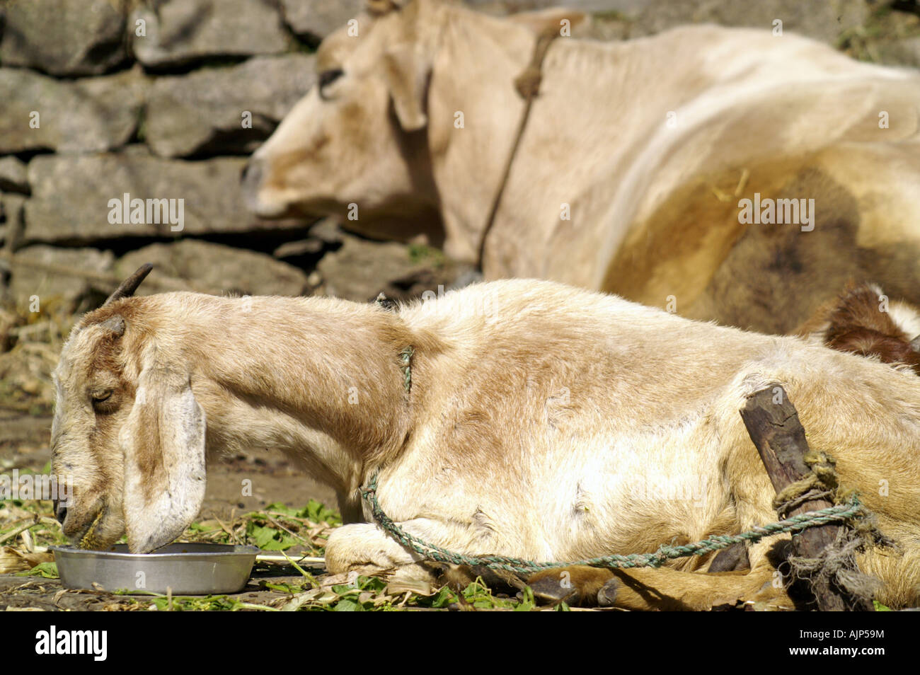 Cow and goat lying eating outdoors Stock Photo