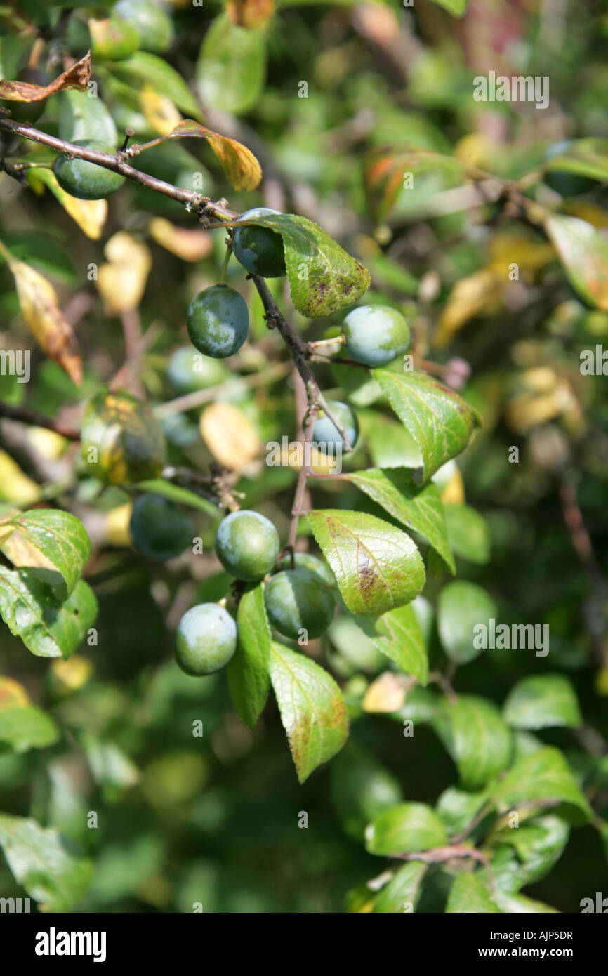 Sloe Unripe Fruit of the Blackthorn Tree Prunus spinosa Stock Photo