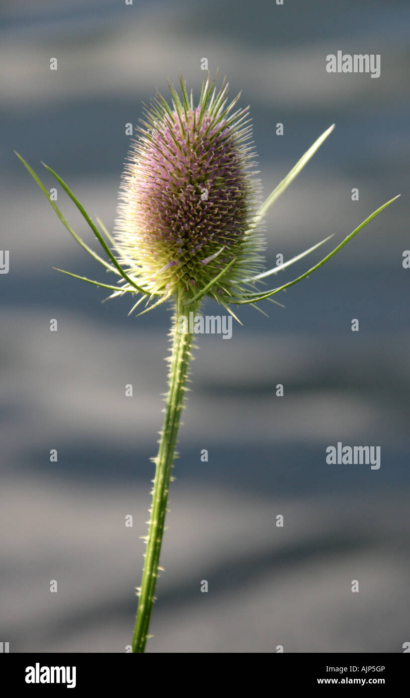 Teasel Dipsacus fullonum Dipsacaceae Stock Photo