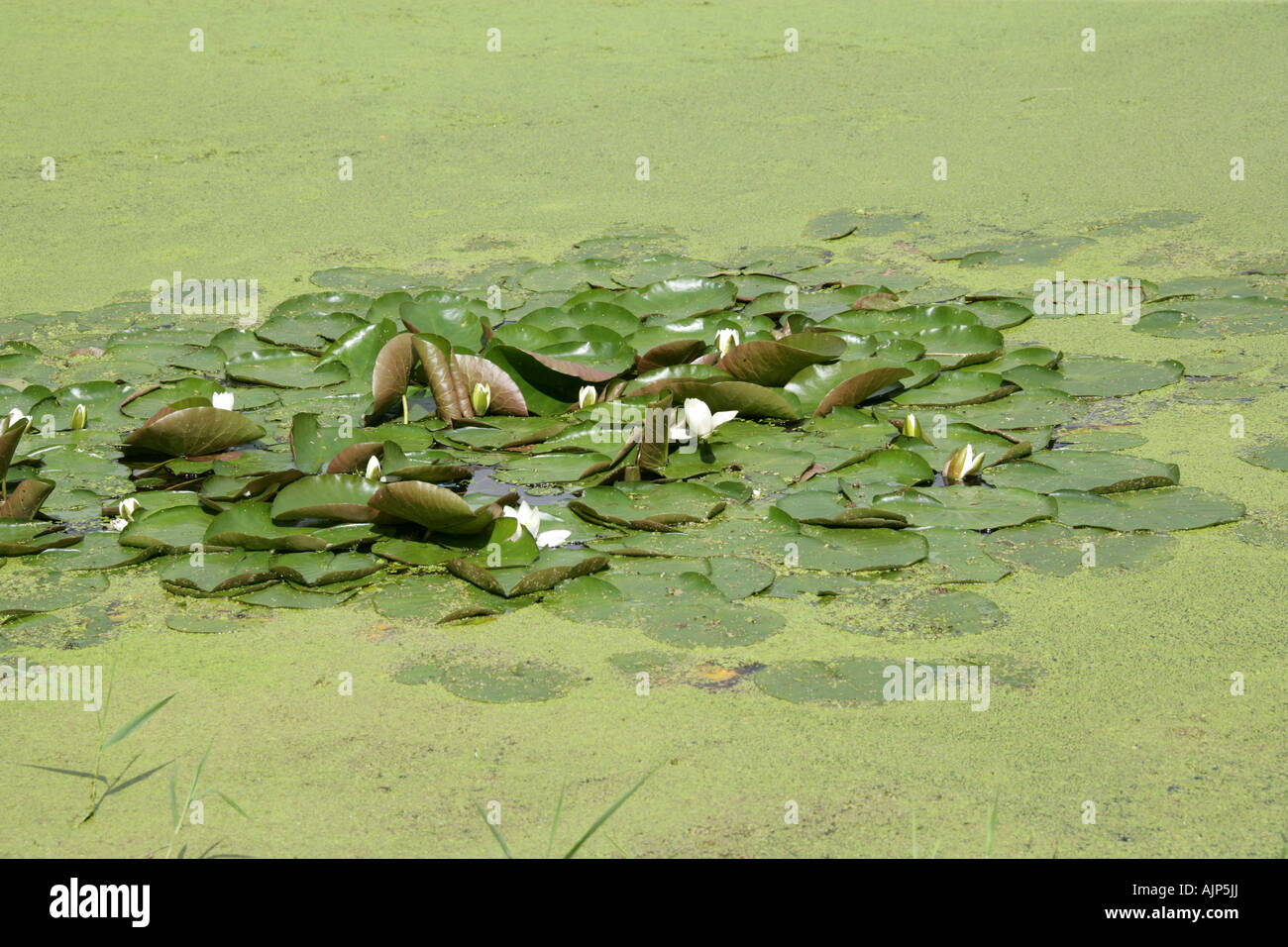 European White Water-Lily, European White Waterlily, White Pond Lily or White Water Lily, Nymphaea alba, Nymphaeaceae Stock Photo