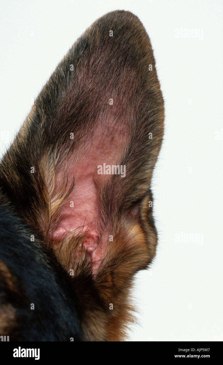 German Shepherd Dog ear Alsatian Stock Photo Alamy