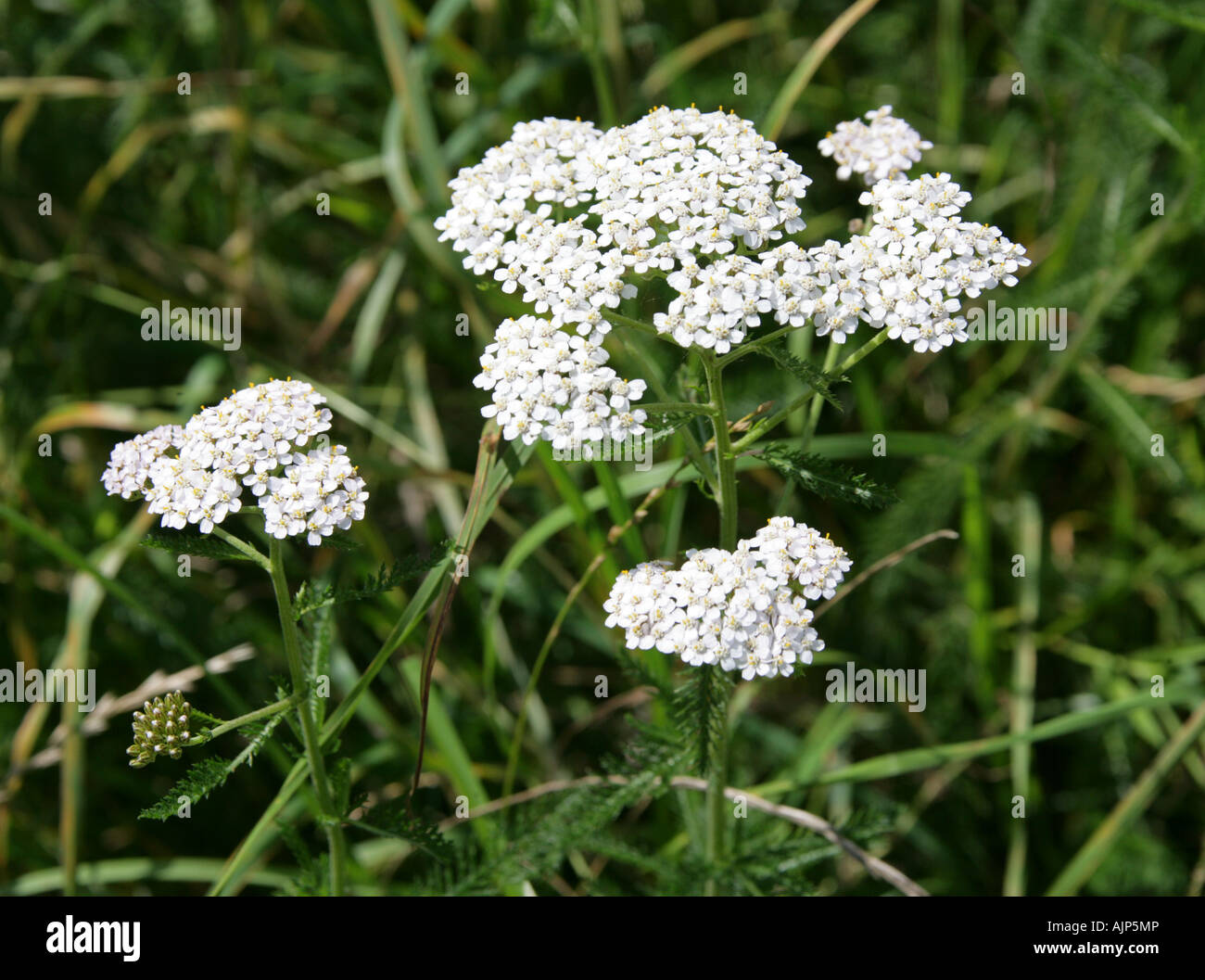 Yarrow, Achillea millefolium, Asteraceae Stock Photo