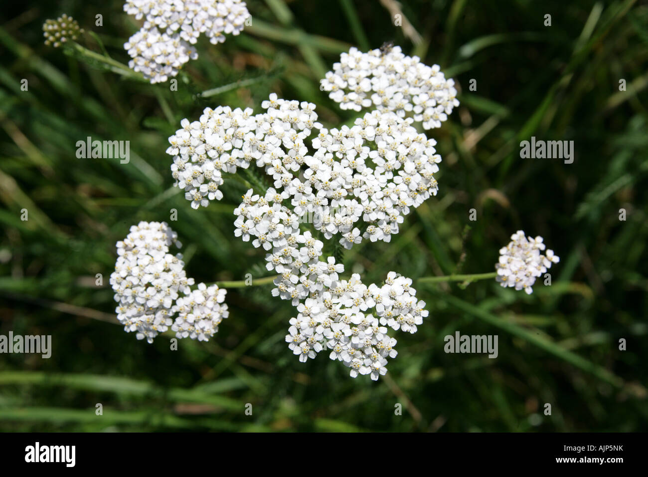 Yarrow, Achillea millefolium, Asteraceae. Stock Photo
