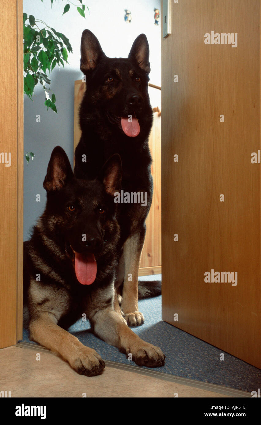 German Shepherd Dogs in open door Alsatian Stock Photo Alamy