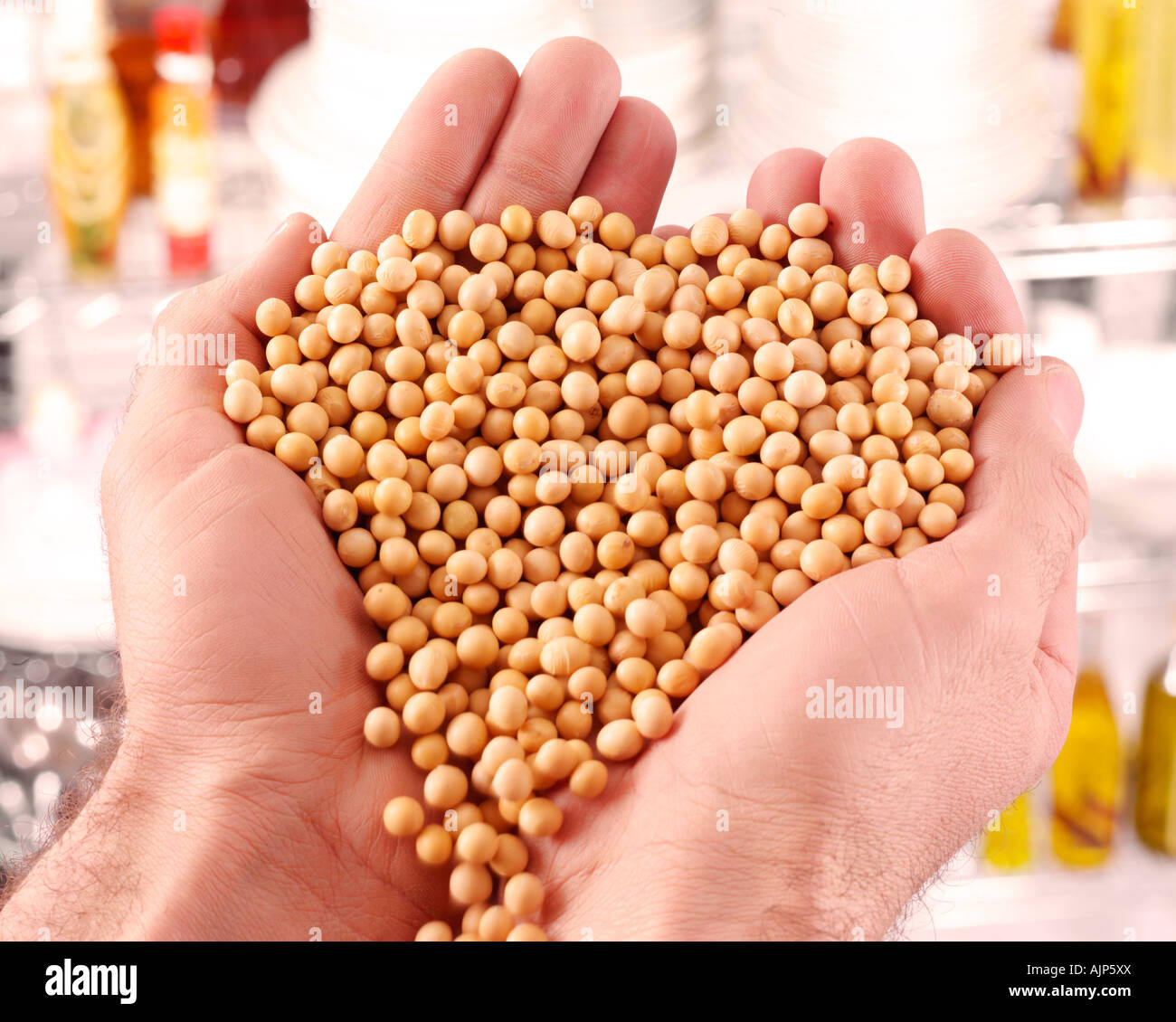 HOLDING DRIED SOYA BEANS Stock Photo Alamy