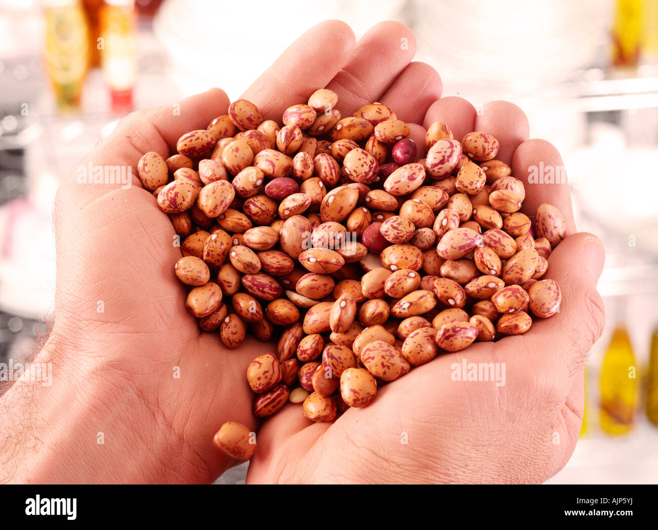 HANDS HOLDING VARIEGATED KIDNEY BEANS Stock Photo Alamy