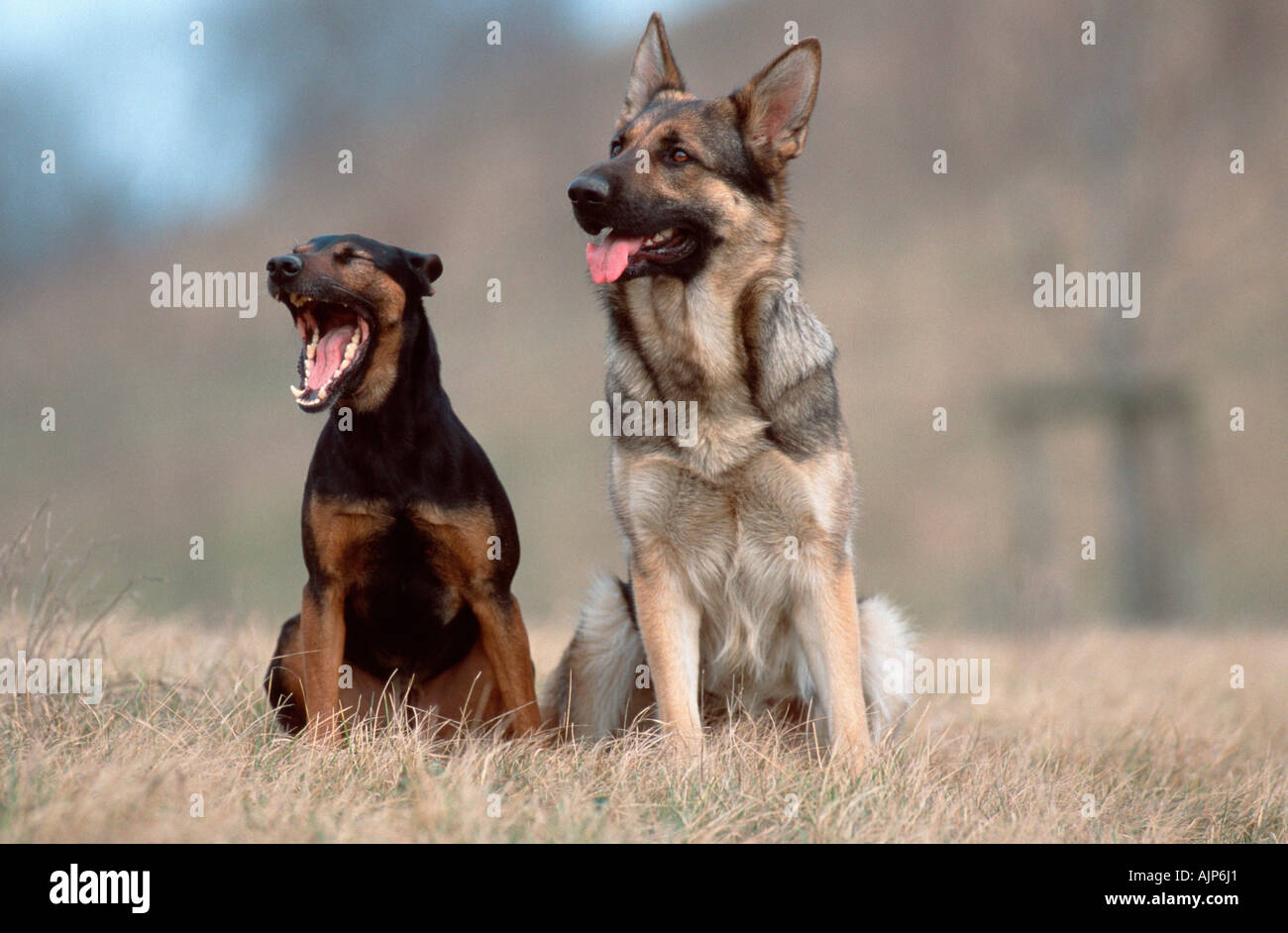 german-shepherd-dog-and-mixed-breed-dog-alsatian-stock-photo-alamy