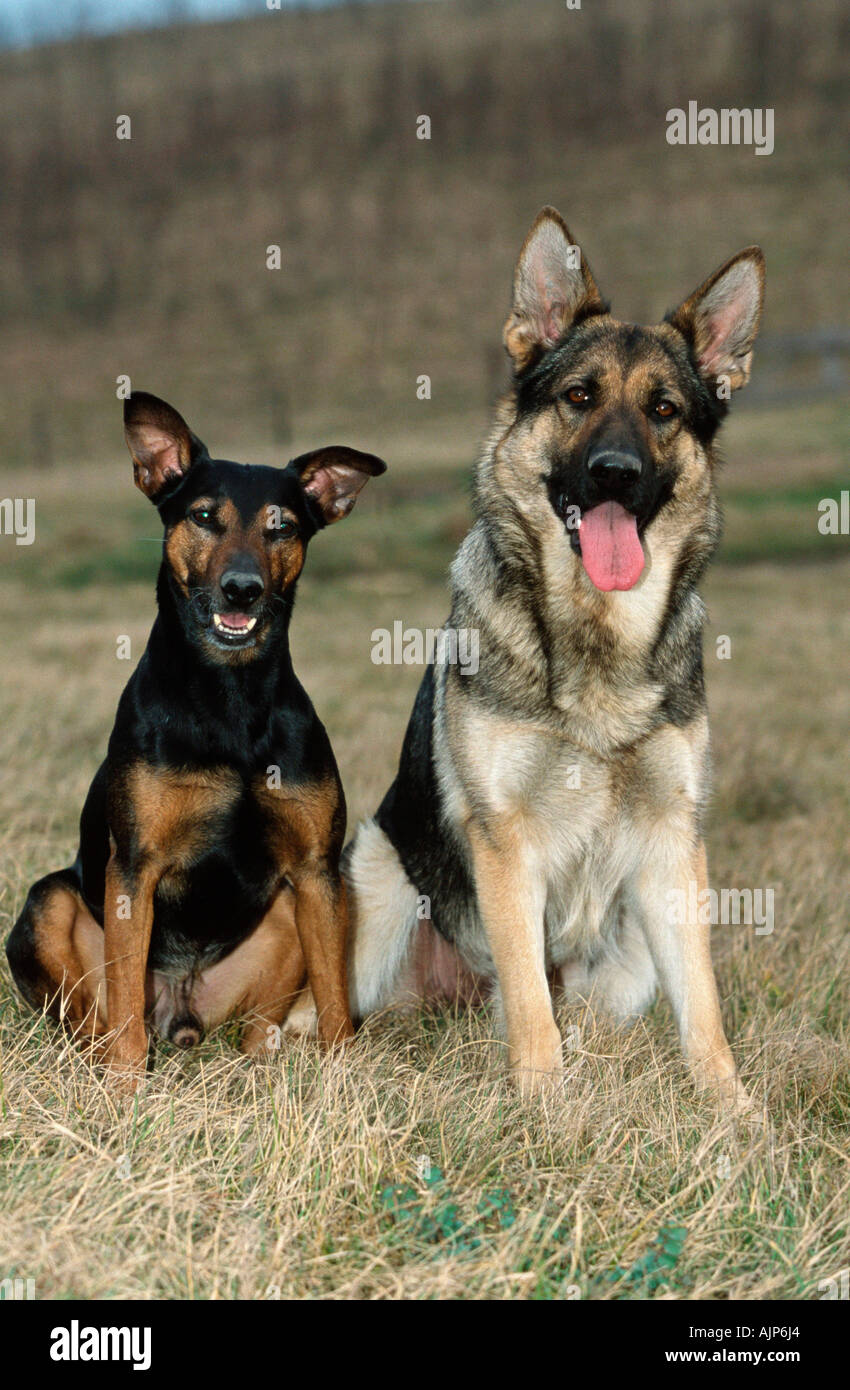 Alsatian v german shepherd fashion