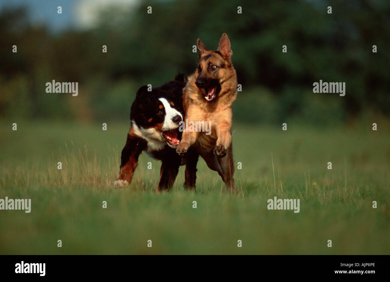 Alsatian mountain best sale dog