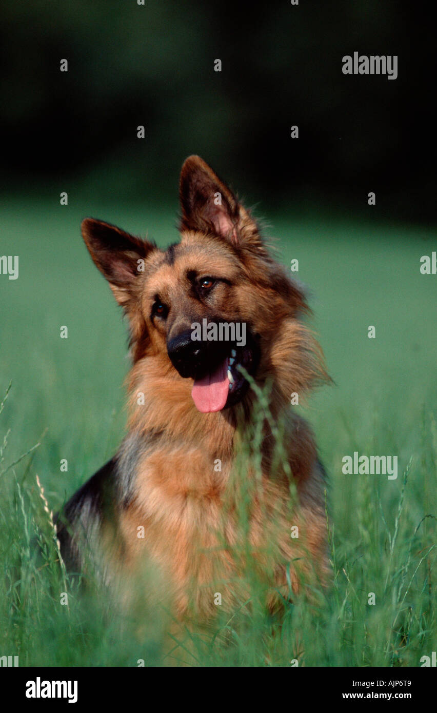 German Shepherd Dog Alsatian Stock Photo - Alamy