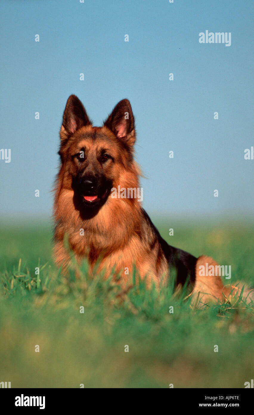 German Shepherd Dog Alsatian Stock Photo - Alamy