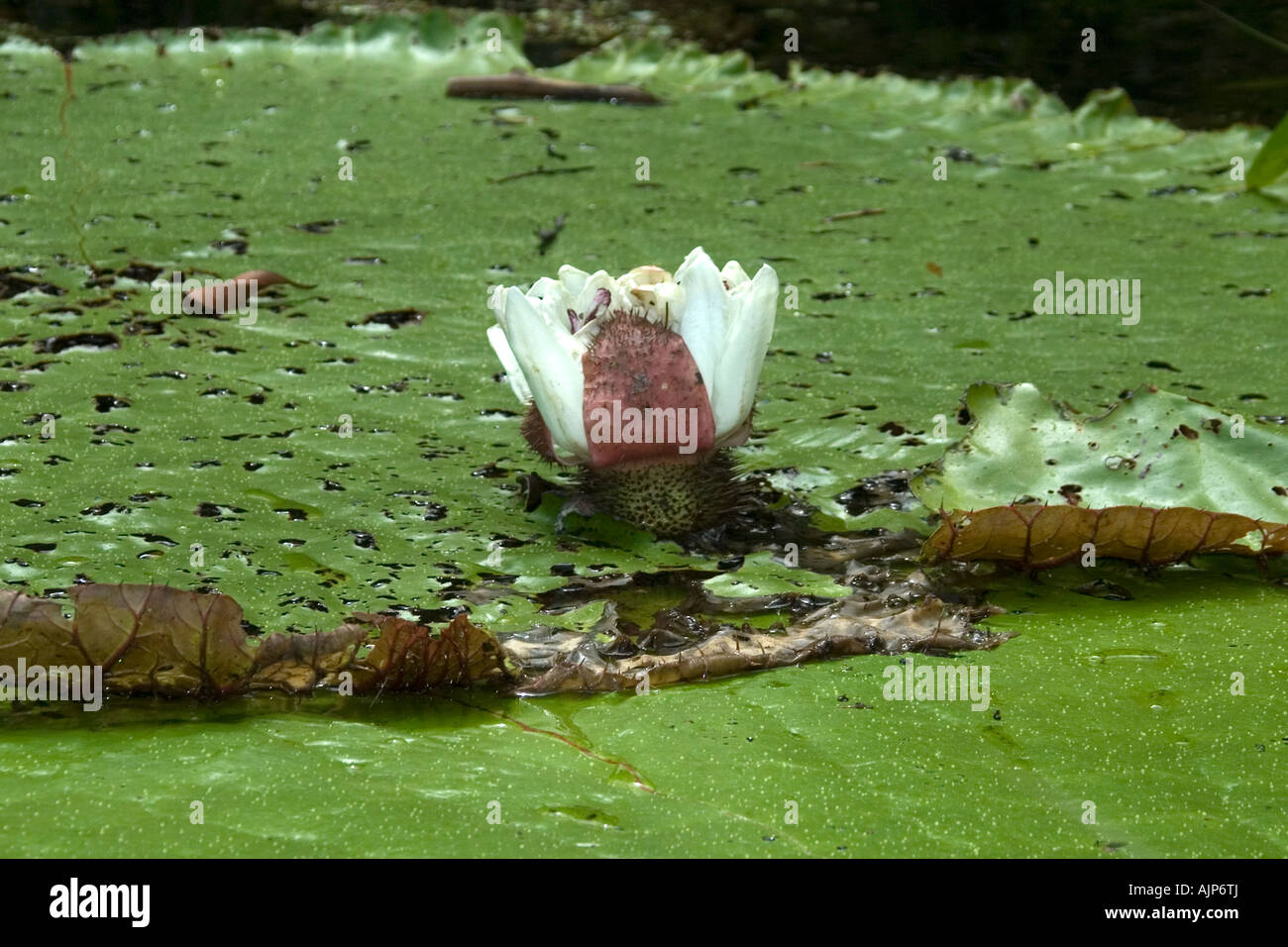 Wild Victoria regia or waterlily flower Victoria amazonica is the